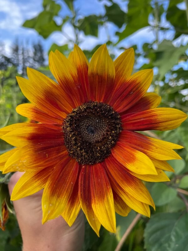 A close-up of an orange-and-yellow sunflower.