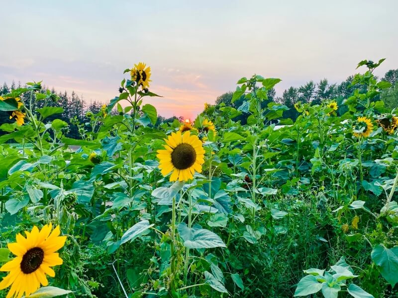 Sunflowers with a setting sun in the background.