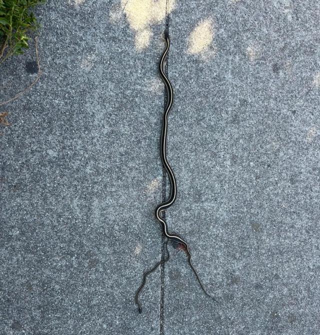 A slender striped garter snake slithers across a concrete surface next to a smaller snake, with some dry vegetation nearby.