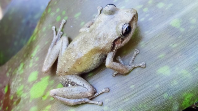 A small, pale frog sits on a green, textured leaf with spots of color.