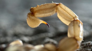 A close-up of a scorpion's curved tail and stinger resting on a textured surface.