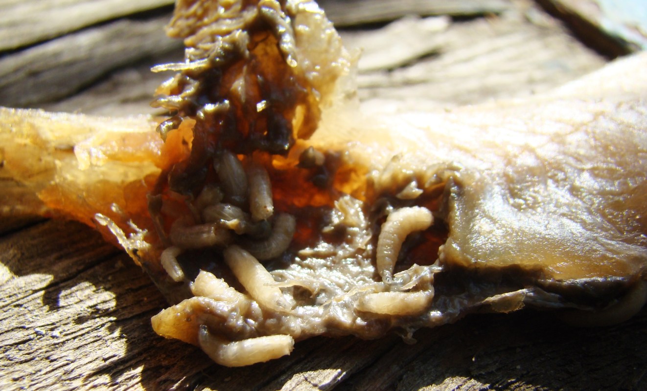 A close-up of a decomposing fish with small larvae crawling on its surface.