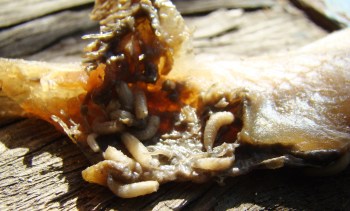 A close-up of a decomposing fish with small larvae crawling on its surface.