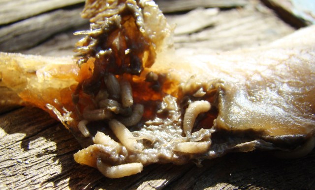 A close-up of a decomposing fish with small larvae crawling on its surface.