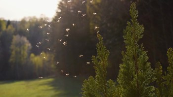 A swarm of tiny mosquitoes dances in the sunlight near a green tree in a forested area.