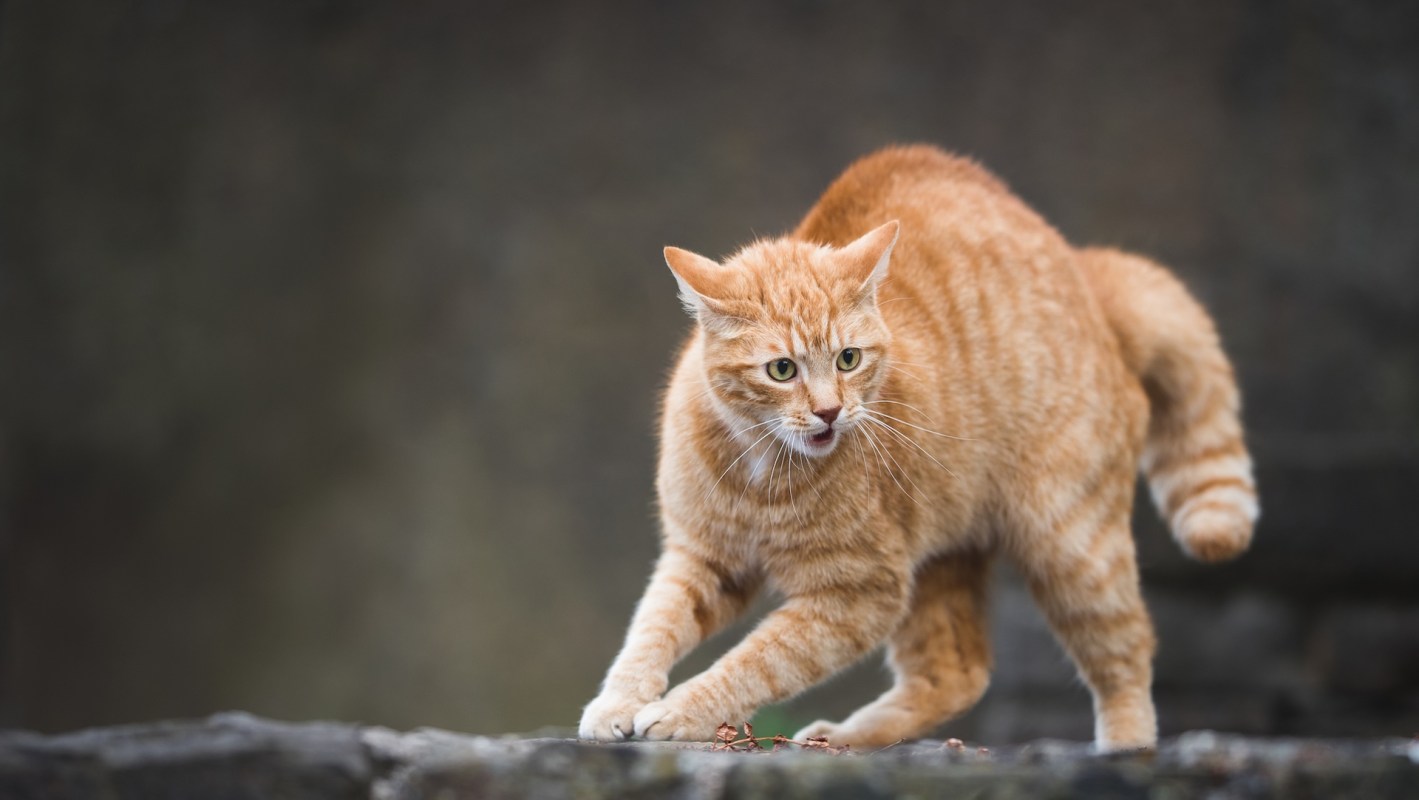 An orange tabby cat is crouched and alert, with its mouth slightly open, showcasing playful curiosity.