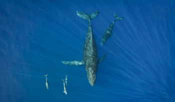 A large whale swimming alongside two dolphins in deep blue water.