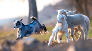 A playful black and white goat jumps among two white lambs in a sunny meadow.