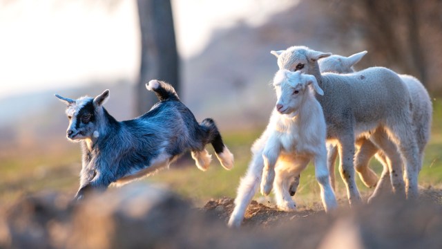 A baby goat jumping near two lambs.