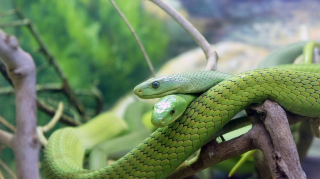 Two green snakes are intertwined on a branch surrounded by lush greenery.