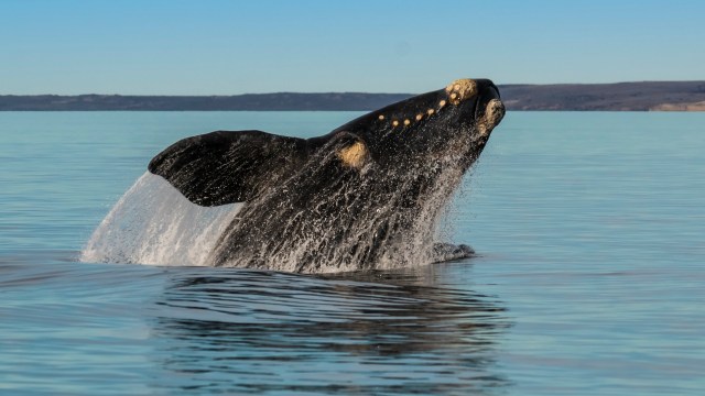 A right whale breaching the surface of calm water.