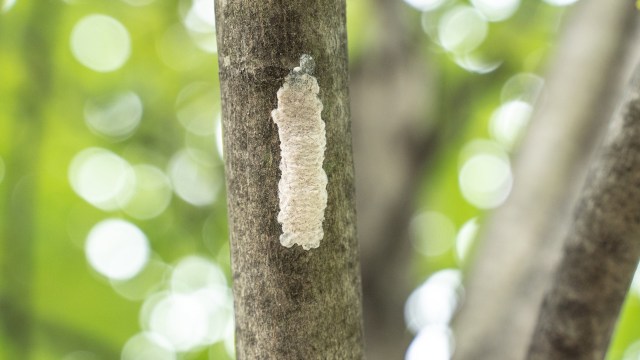 A tree trunk with a vertical white insect egg mass and blurred green foliage in the background.