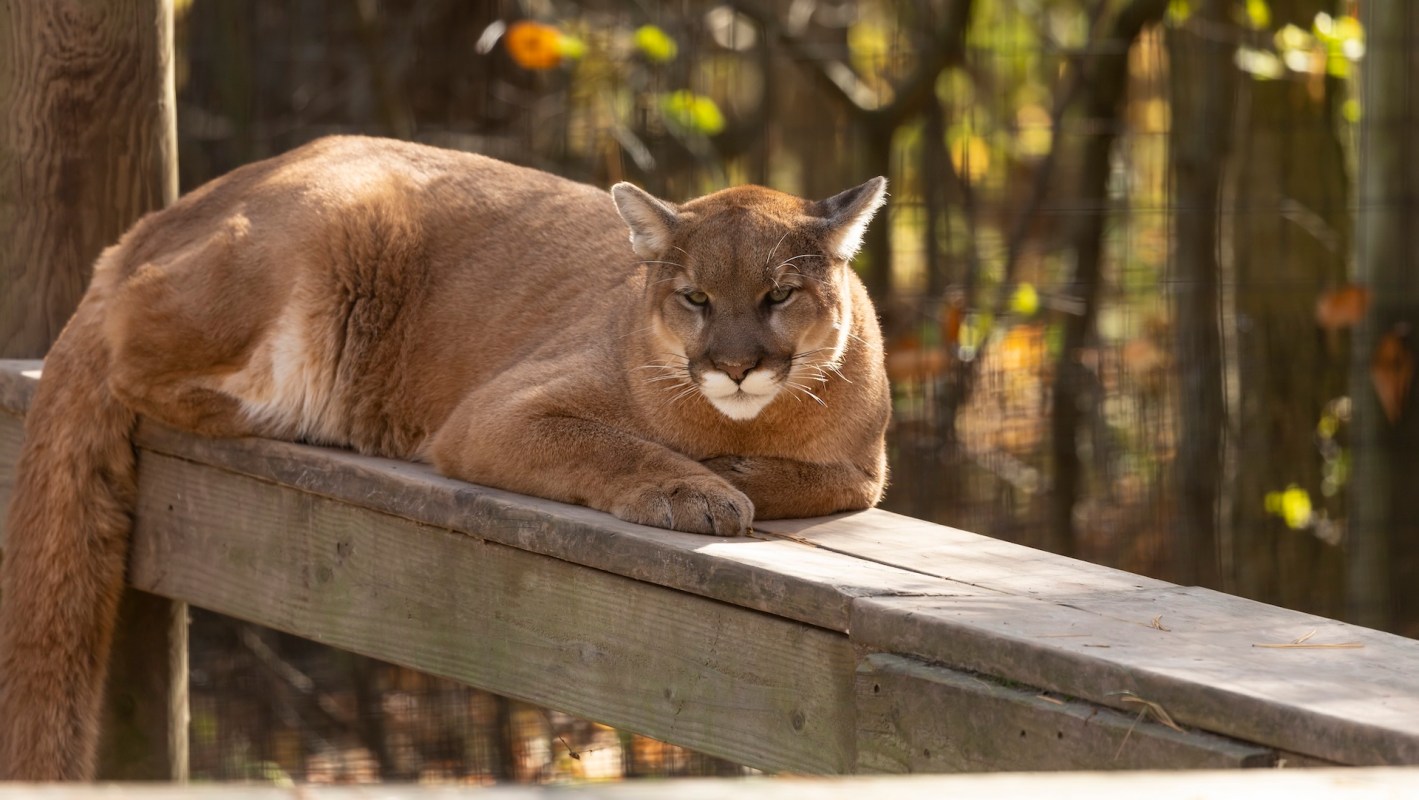 A mountain lion lounging on a wooden platform.