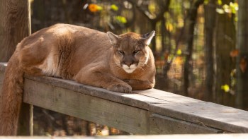A mountain lion lounging on a wooden platform.