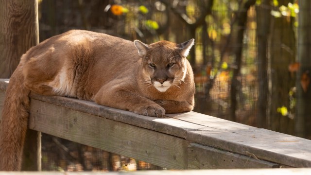 A mountain lion lounging on a wooden platform.