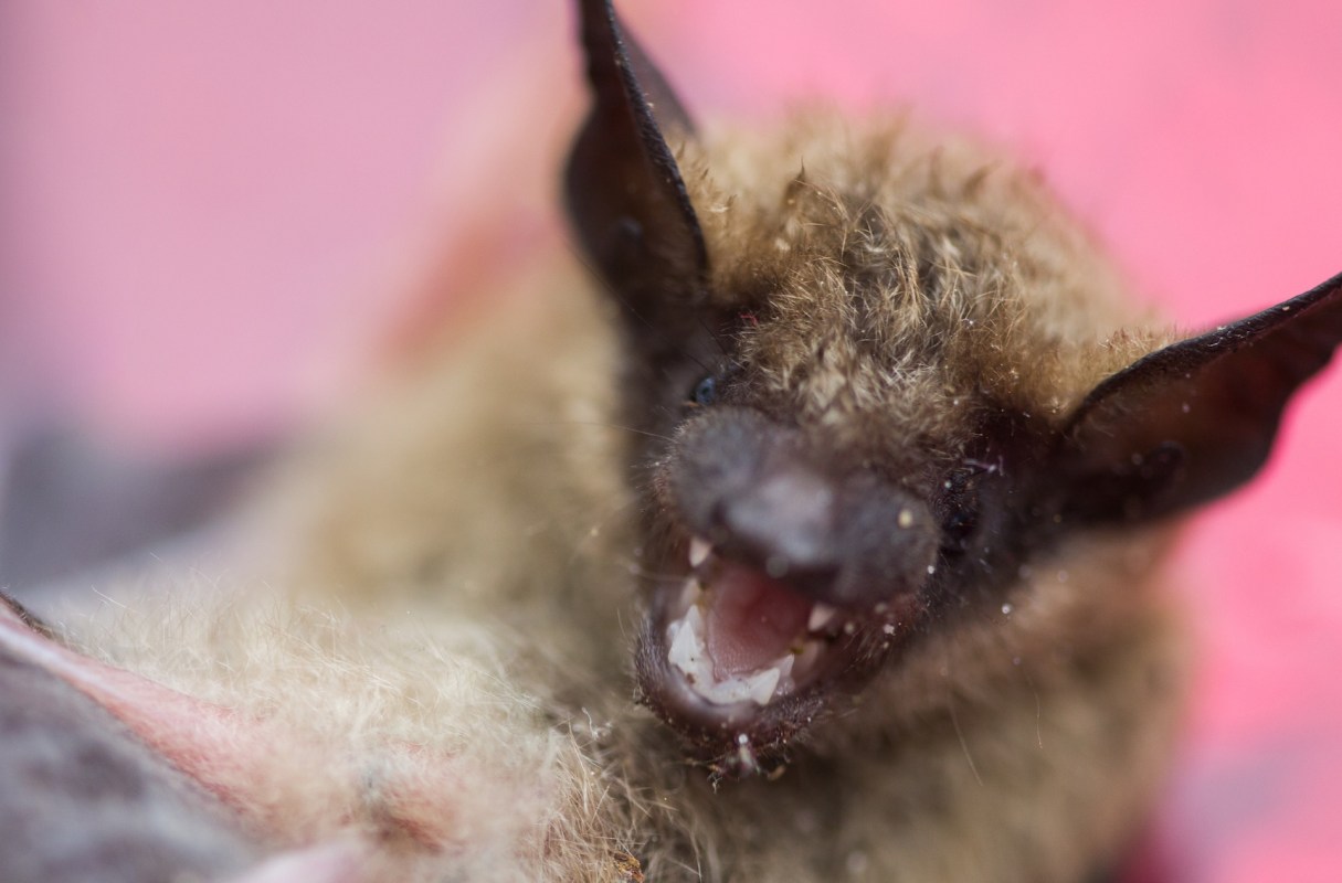 A bat showing its teeth against a blurred pink background.