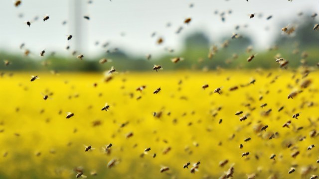 A swarm of bees above a bright yellow field.