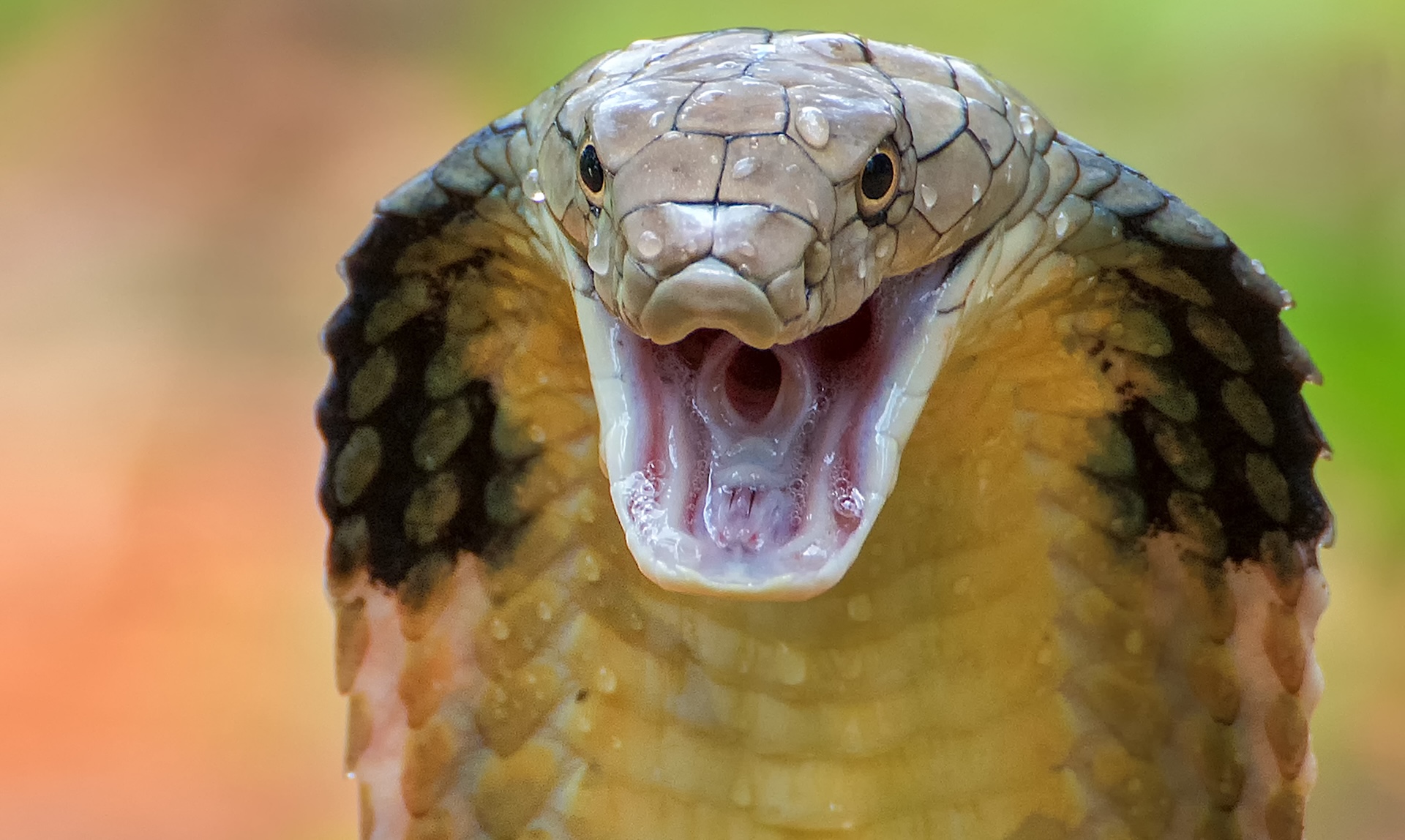 King cobra hides under bedroom floor, triggering hours-long rescue operation