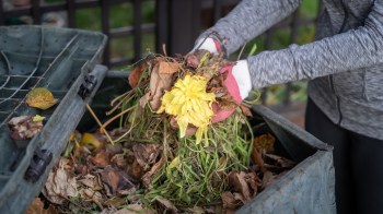 A person in gloves adds collected weeds and leaves and a yellow flower to a compost bin outdoors.