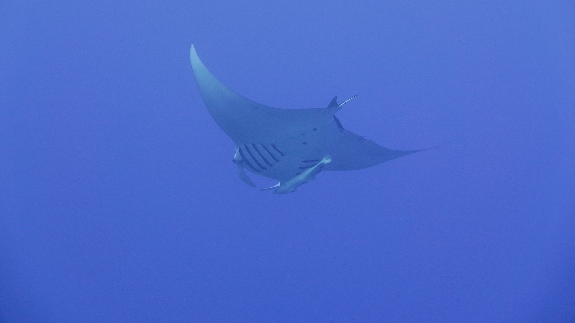 Giant manta rays were thought to flee monsoons -- then, tags showed them 1,300 feet down