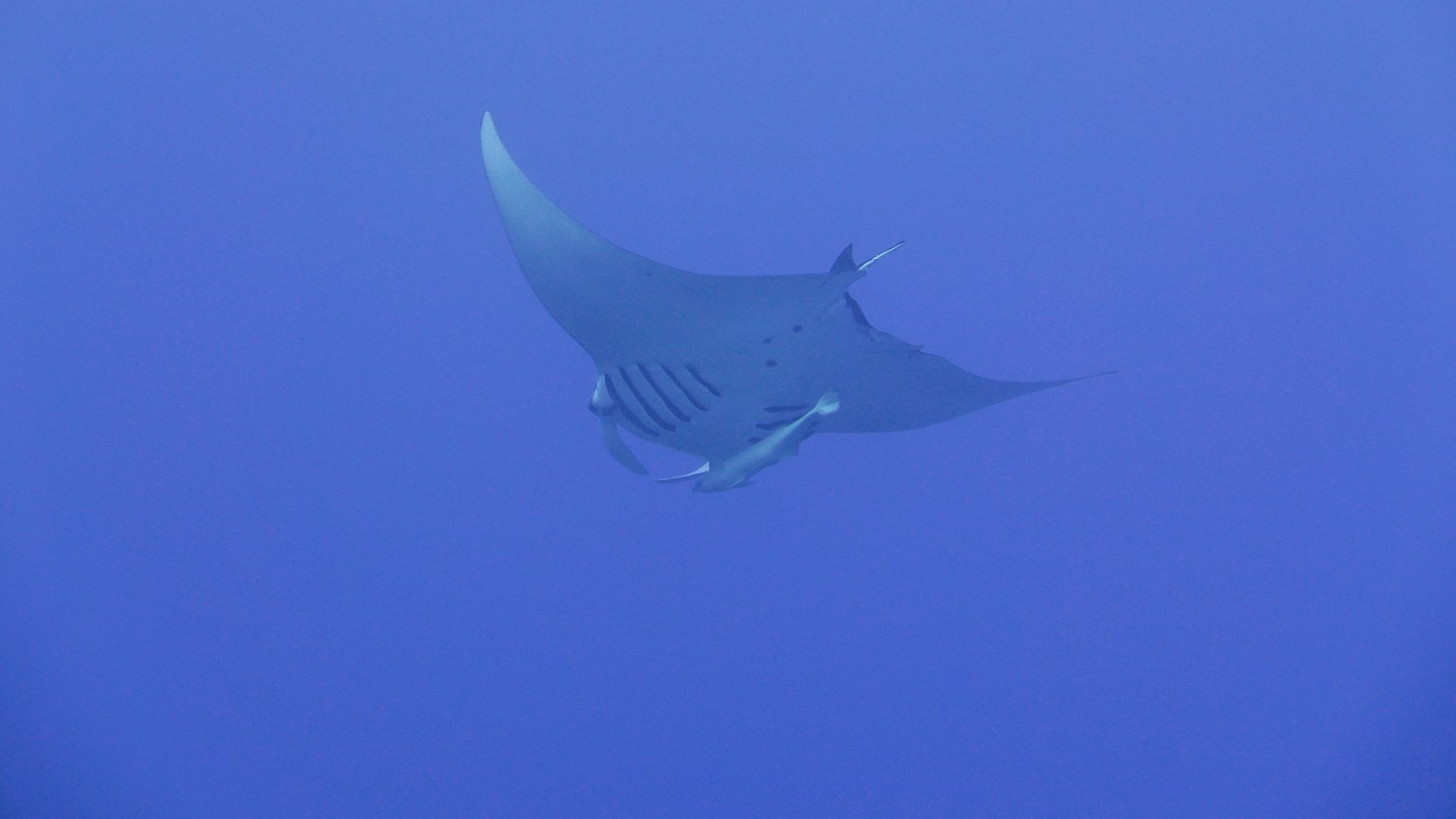 A manta ray.