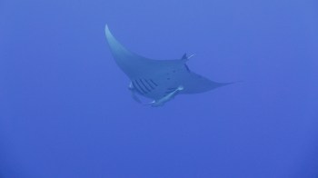 A manta ray.