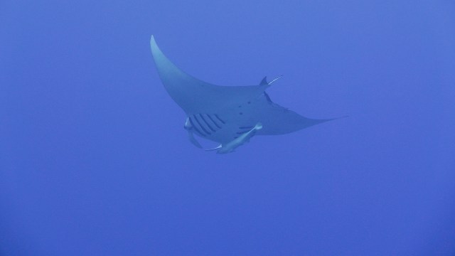 A manta ray.