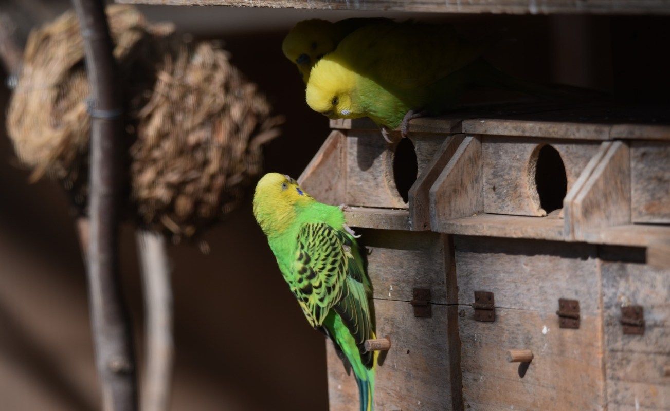 Two colorful budgerigars interact near a wooden birdhouse in bright sunlight.
