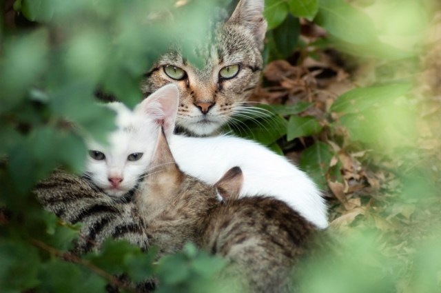 A feral tabby cat and two kittens cuddle together among lush green foliage.