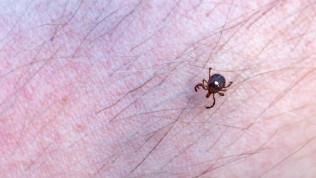 A close-up of a lone star tick crawling on human skin, highlighting fine hair and skin texture.