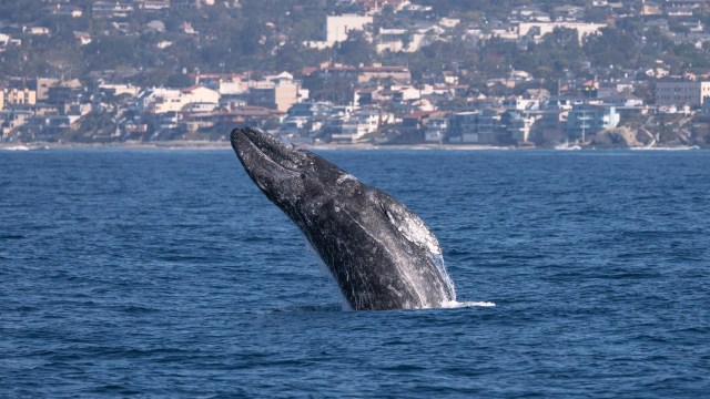 A gray whale breaching the surface of the ocean.