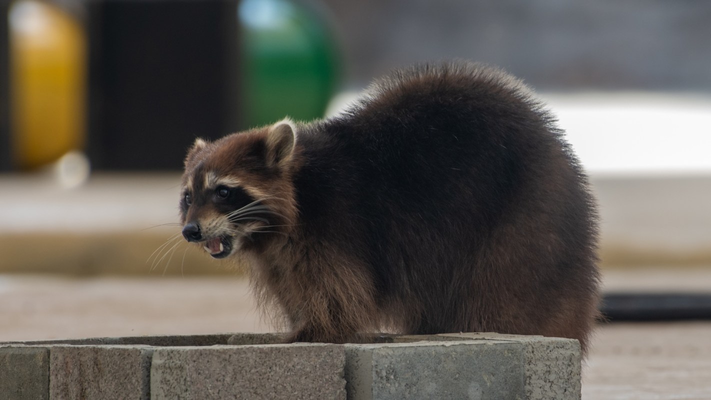 A raccoon stands on a concrete block, looking curiously with its mouth slightly open.