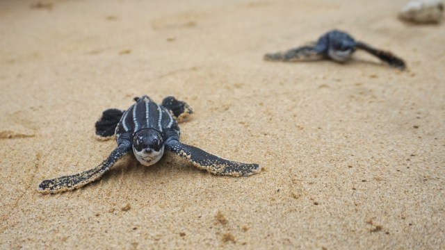 Two baby leatherback sea turtles crawling on a sandy beach with a blurred background.