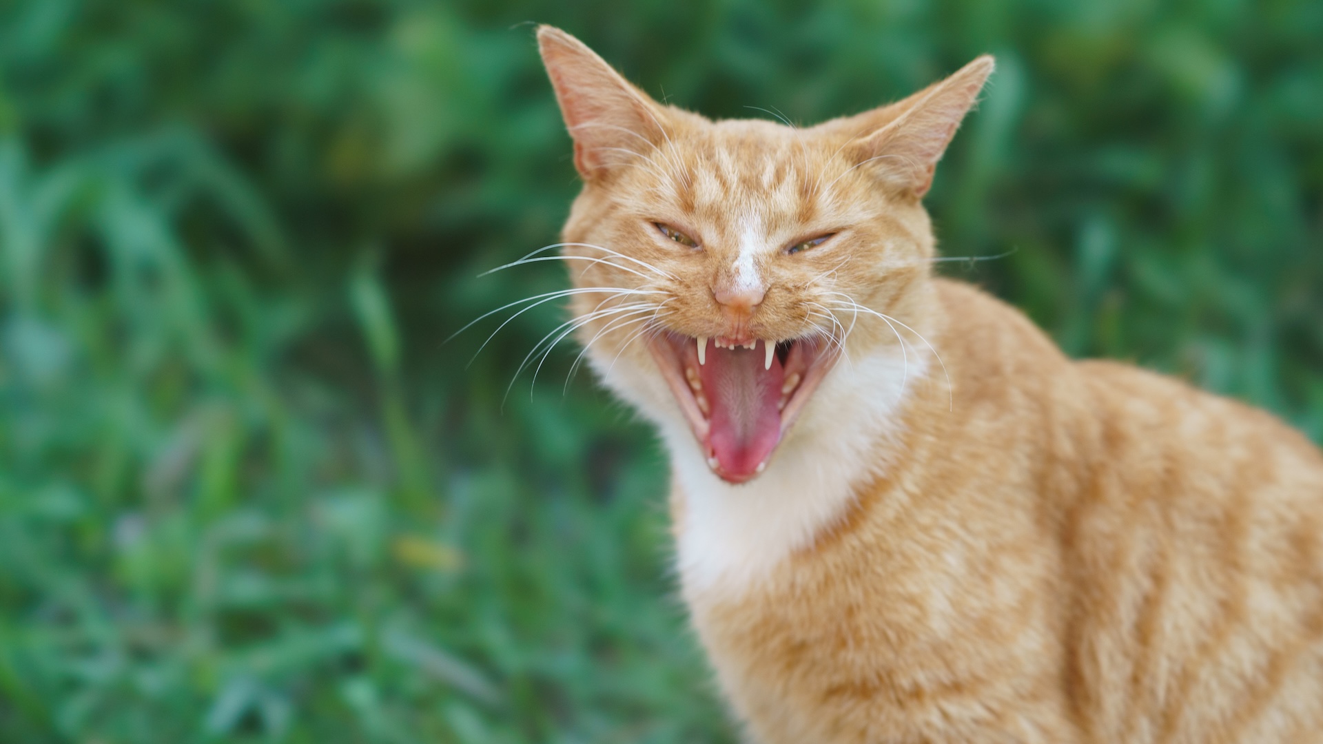 Rabid stray cat bites 5 Florida residents and attacks puppy before dying under a home