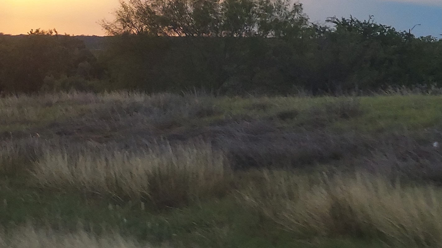 A landscape featuring tall grass and bushes during sunset, with soft colors in the background.