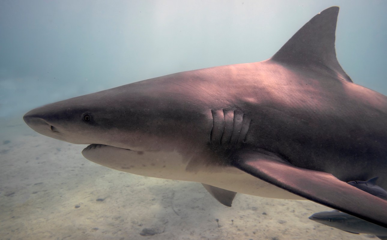 A bull shark under water.