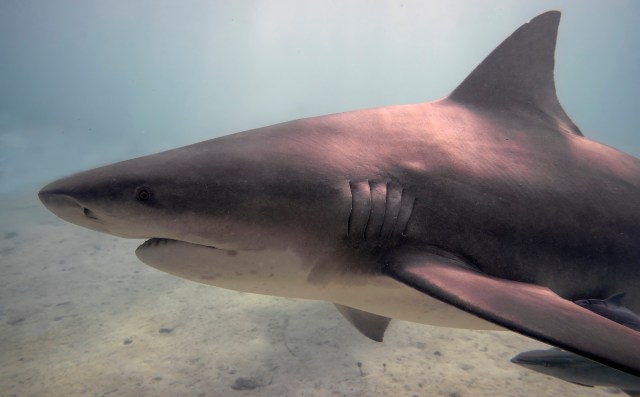 A bull shark under water.