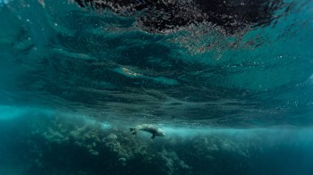 A seal swims below the water's surface near a coral reef.