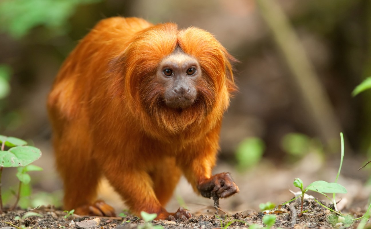 A golden lion tamarin with vibrant orange fur explores the forest floor among green foliage.