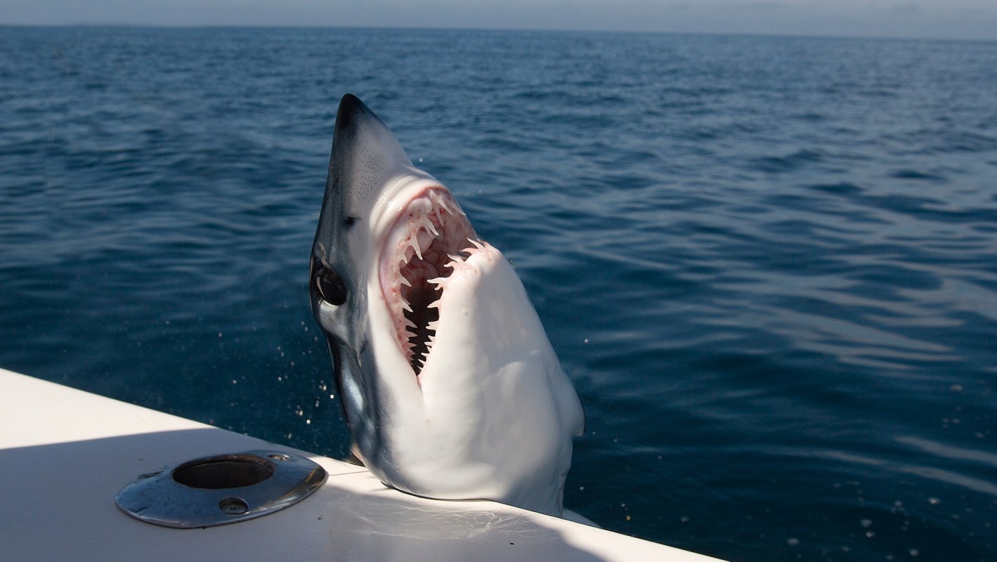 A shark emerges from the water next to a boat with its mouth open, showcasing sharp teeth against a blue ocean backdrop.