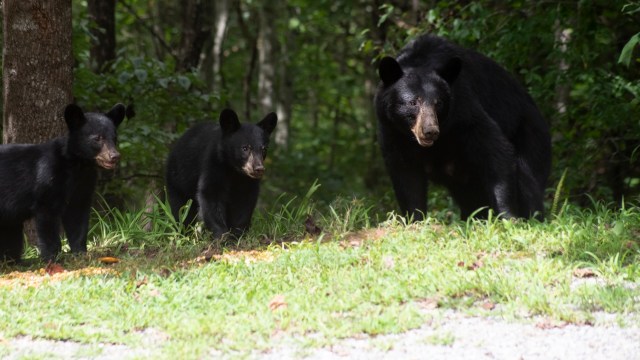 A mother black bear and her two cubs are walking through a grassy area in a wooded environment.