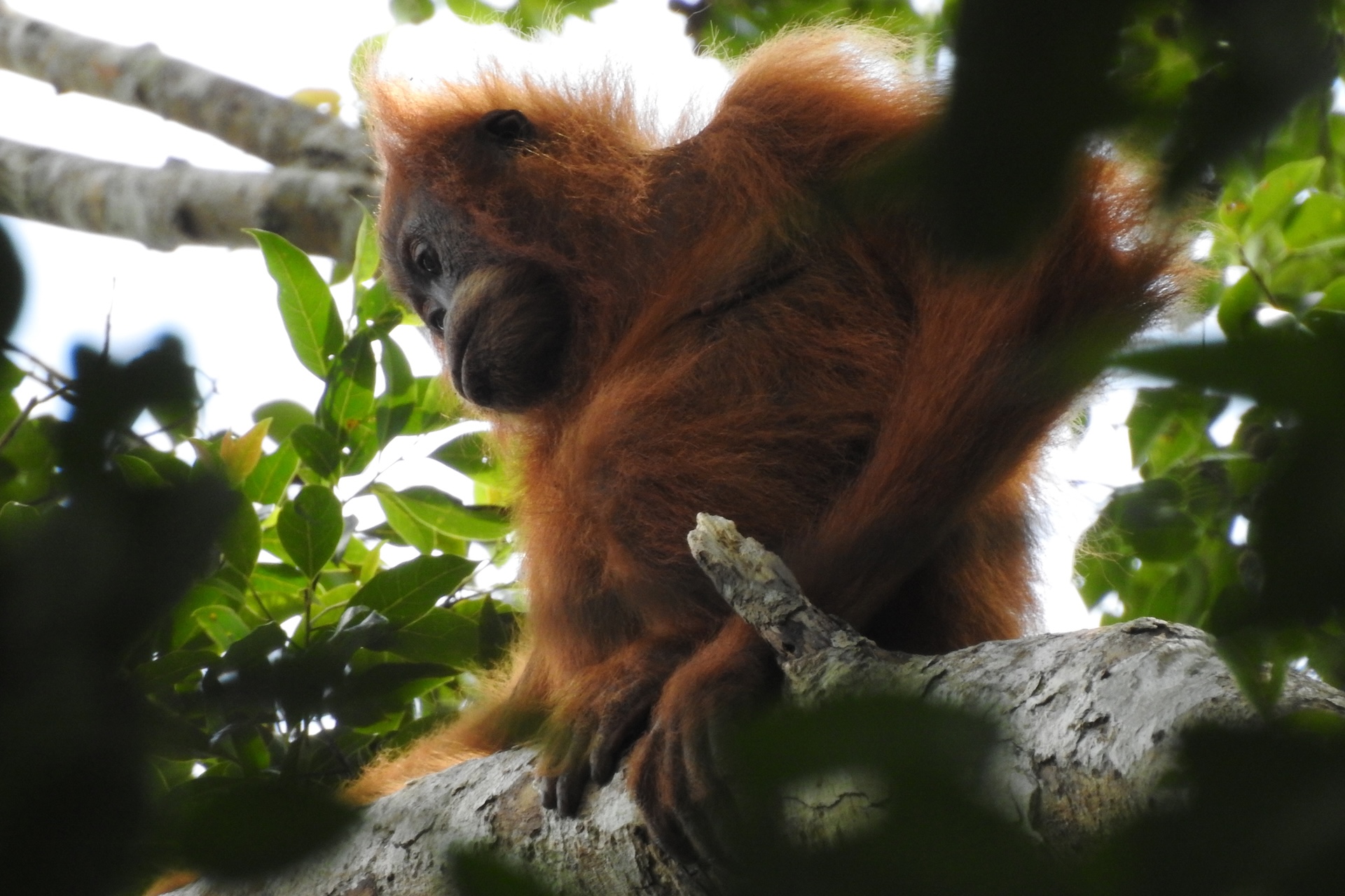 Storm-triggered landslides may have killed 58 rare orangutans, and scientists point to 'climate crisis'