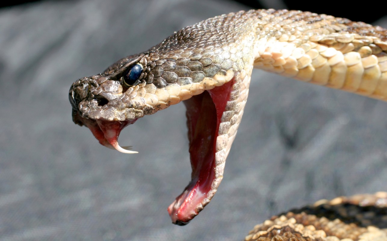 A close-up of a rattlesnake's head with its mouth open, revealing fangs and a striking blue eye.