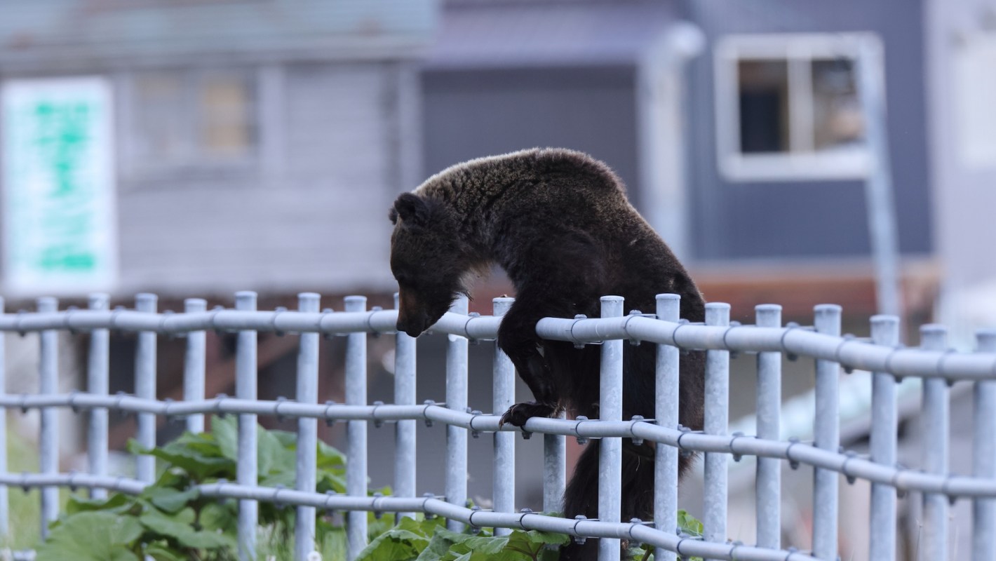A bear is climbing over a metal fence in front of buildings, leaning forward with its head down.
