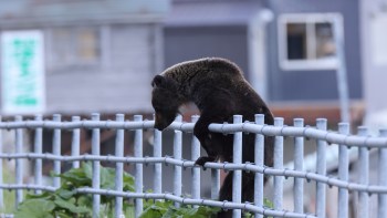 A bear is climbing over a metal fence in front of buildings, leaning forward with its head down.