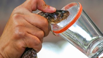 A person's hand holds a snake near the opening of a clear glass container with an orange rim, as venom drips down.
