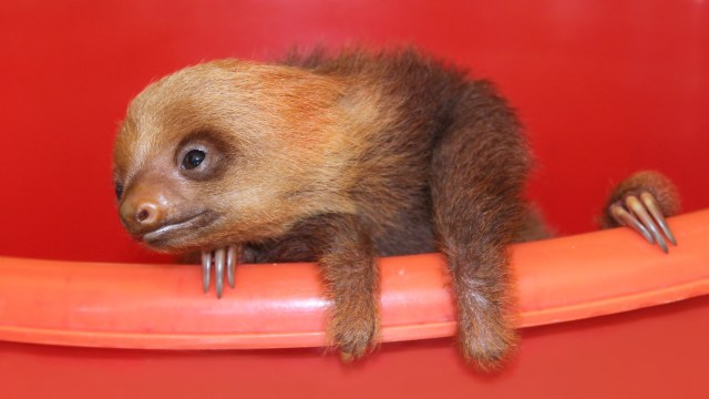 A close-up of a young sloth resting its paws on the edge of an orange container.