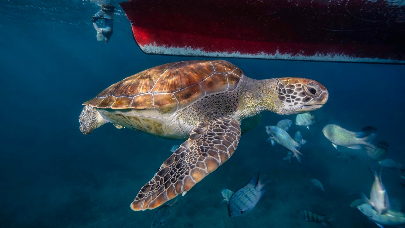 A green loggerhead sea turtle swims underwater among various fish beneath a boat.