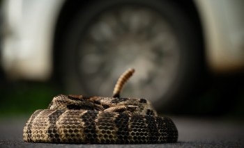 A coiled snake resting on a road, with a blurred car wheel in the background.