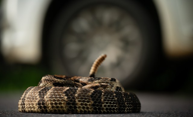 A coiled snake resting on a road, with a blurred car wheel in the background.